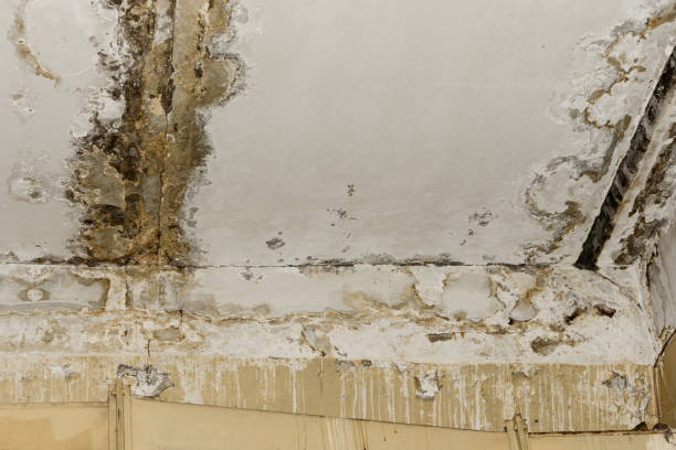 Best Residential Mold Inspection & Testing  in Jasper, GA